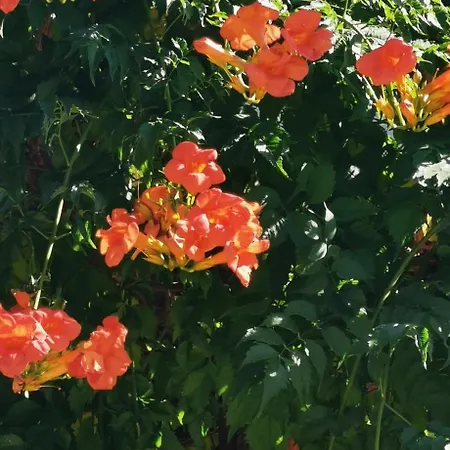 Апартаменты Casa Lavanda - Karin Gornji