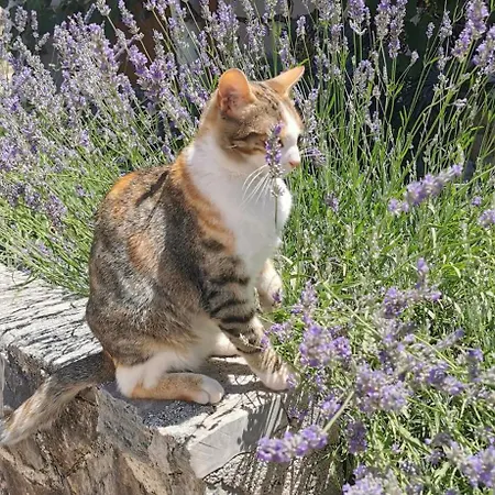 Casa Lavanda - Karin Gornji Appartamento *
