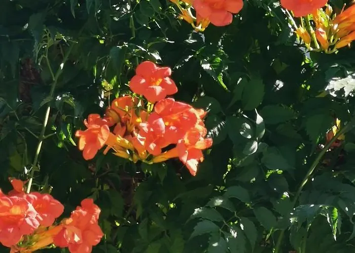 Apartman Casa Lavanda - Karin Gornji