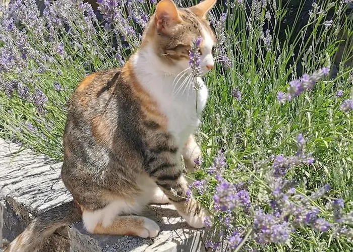 Casa Lavanda - Karin Gornji Апартаменты *